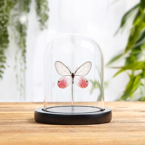 The Blushing Phantom Butterfly in Glass Dome with Wooden Base (Cithaerias pireta)