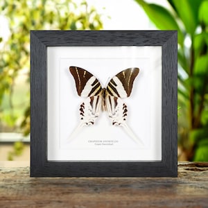 Giant Swordtail Butterfly In Box Frame (Graphium androcles)
