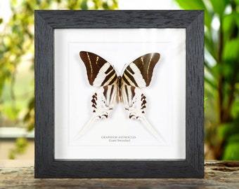 Giant Swordtail Butterfly in Box Frame (Graphium androcles)