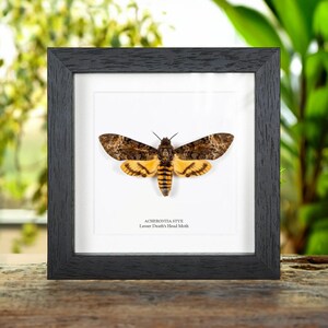 Lesser Death's Head Hawk Moth In Box Frame (Acherontia styx)