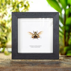 Golden Scarab Beetle With Wings Spread In Box Frame (Chrysina resplendens)