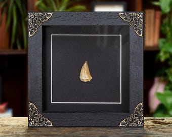 Mosasaur Dinosaur Tooth Fossil in Baroque Frame (Mosasaurus sp)