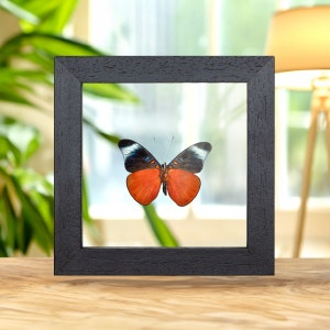Red Flasher Ventral Side In Clear Glass Frame (Panacea prola)