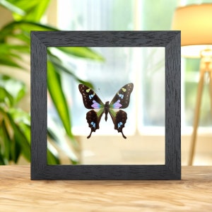 Purple Mountain Swallowtail in Clear Glass Frame (Graphium weiskei arfakensis)