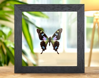 Purple Mountain Swallowtail in Clear Glass Frame (Graphium weiskei arfakensis)