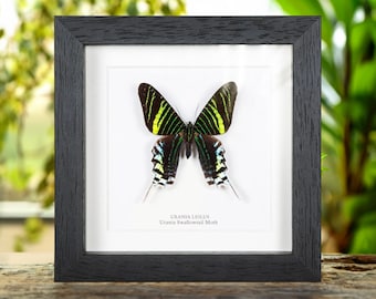 Urania Swallowtail Moth In Box Frame (Urania leilus)