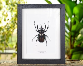 Odontolabis Lacordairei 47mm, Large Lucanid Stag Beetle, Real