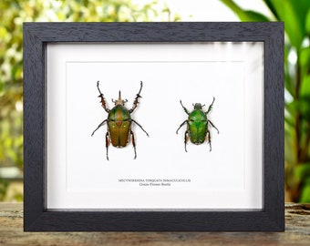 Giant Flower Beetle Male & Female Pair in Baroque Style Frame