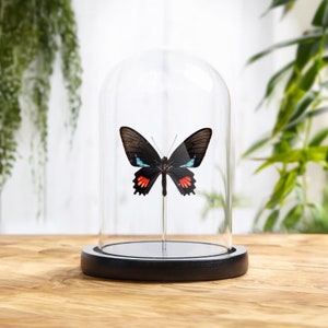 Lysander Cattleheart In Glass Dome (Parides lysander brissonius)