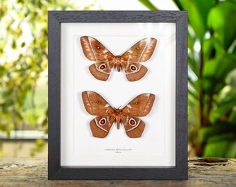 Imbrasia ertli In Box Frame from Malawi
