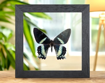 Alcides orontes Moth In Clear Glass Box Frame from Maluku islands