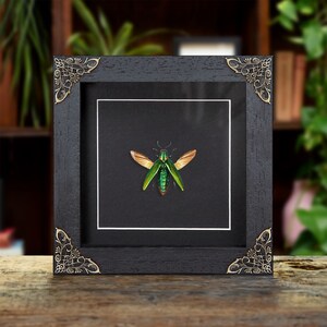 Metallic Wood-boring Beetle In Baroque Style Frame (Chrysochroa rajah)