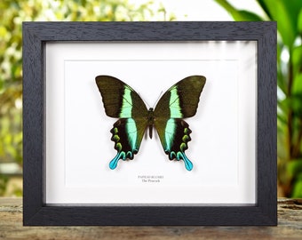 XL Peacock Butterfly in Box Frame (Papilio blumei)