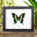 see more listings in the Butterfly Frames section