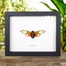 see more listings in the Insect Frames section