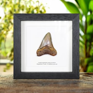 ●【擦れあり】Argivian Archaeologist　１枚 silver-verge-fusee-pocket-