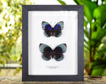 Monarch Butterfly Male & Female Pair in Box Frame (danaus
