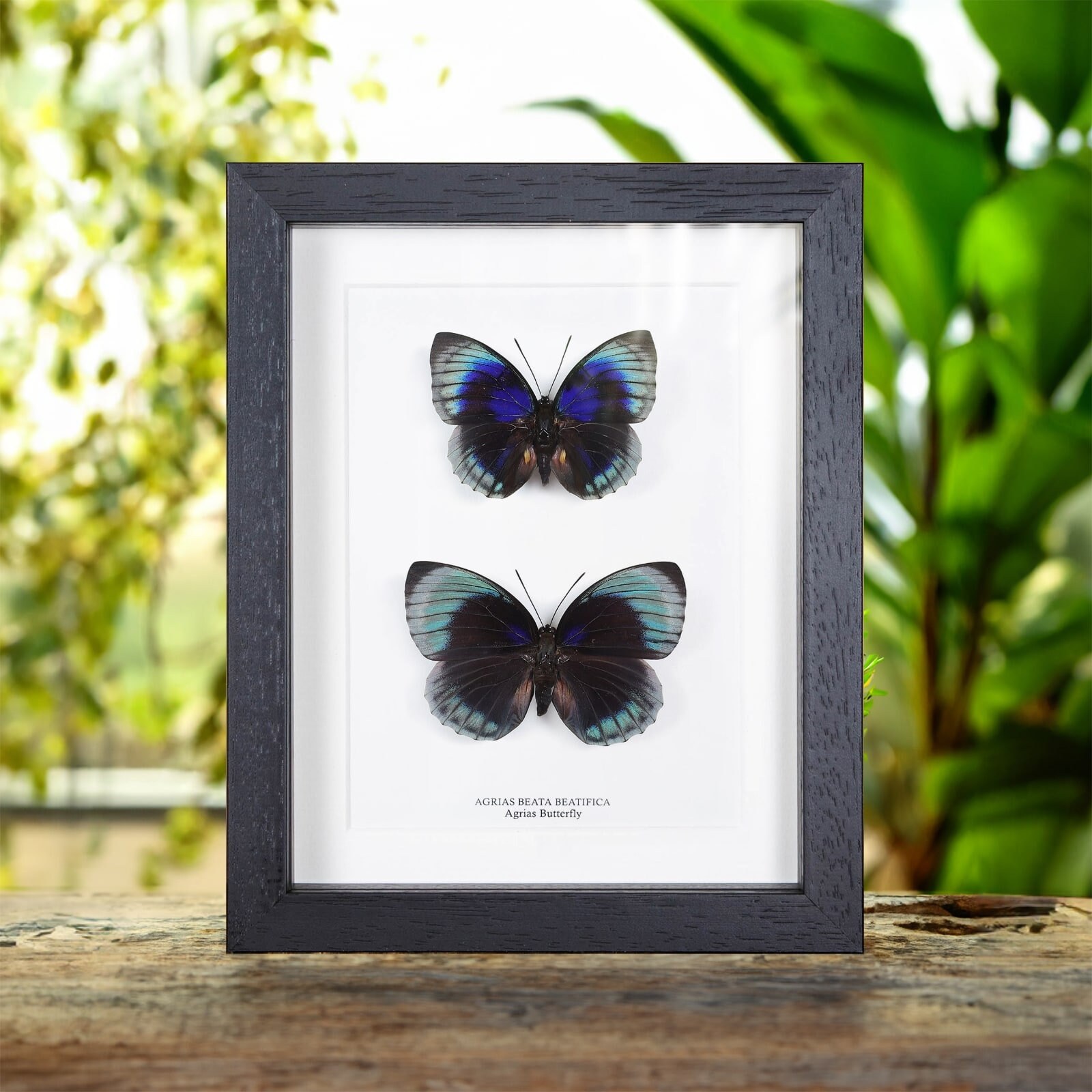 Agrias Butterfly Male & Female Pair in Box Frame (agrias