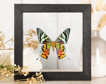 Madagascan Sunset Moth Ventral Side (Chrysiridia rhipheus)