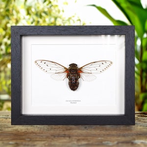 May include: A framed insect specimen of a Cicada Pomponia from Thailand. The insect is mounted on a white background with a black frame.