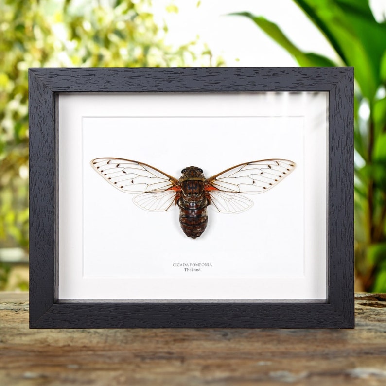 May include: A framed insect specimen of a Cicada Pomponia from Thailand. The insect is mounted on a white background with a black frame.