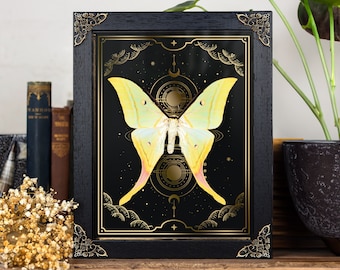Indian Moon Moth on Gold Foil Moon Phases Background (Actias selene)