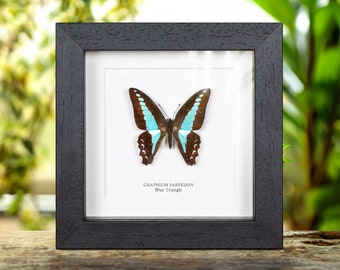 Blue Triangle Butterfly In Box Frame (Graphium sarpedon)