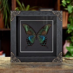 Alpine Black Swallowtail Summer Form (Papilio maackii summer form)