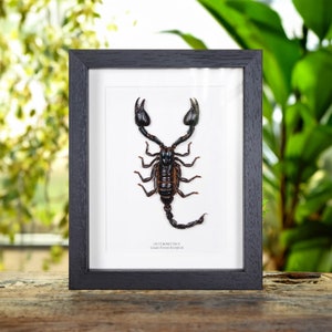 Giant Forest Scorpion In Box Frame (Heterometrus)