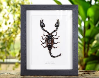 Giant Forest Scorpion In Box Frame (Heterometrus)