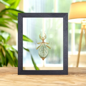 Walking Leaf Insect In Clear Glass Frame (Phyllium letiranti)