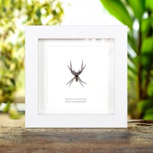 Worlds Largest Giant Jumping Spider In Box Frame (Hyllus giganteus) image 2