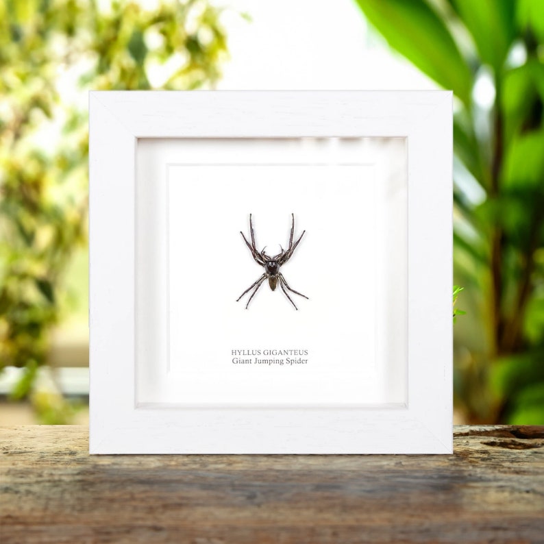 Worlds Largest Giant Jumping Spider In Box Frame (Hyllus giganteus) image 2