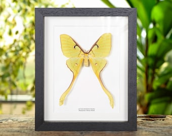 Female Malaysian Moon Moth In Box Frame (Actias maenas diana)