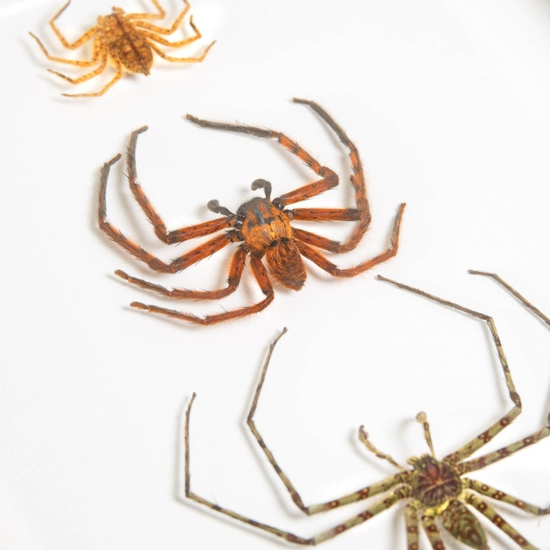 Arañas cazadoras en marco de caja (Heteropoda sp) imagen 3