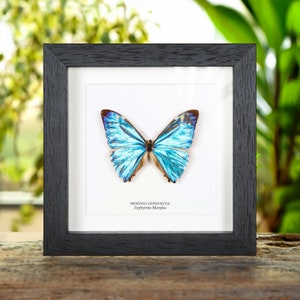 Zephyritis morpho Butterfly In Box Frame (Morpho zephyritis)