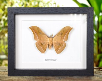Chinese Tussar Moth In Box Frame (Antheraea pernyi)