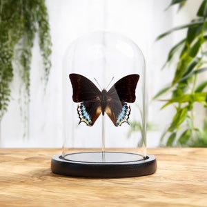 Charaxes eurialus In Glass Dome From indonesia