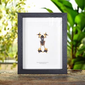 Green Flying Frog In Box Frame (Rhacophorus reinwardtii)