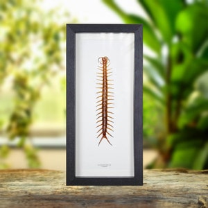 Centipede In Box Frame (Scolopendra sp)