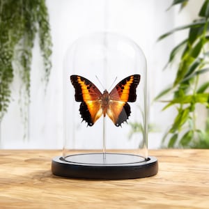 Black-bordered Charaxes In Glass Dome (Charaxes pollux)