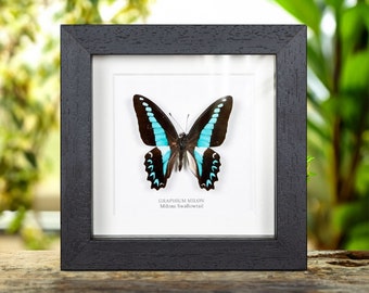 Milons Swallowtail Butterfly In Box Frame (Graphium milon)