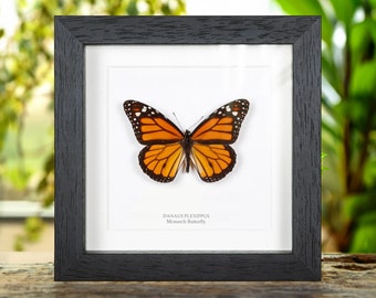 Monarch Butterfly In Box Frame (Danaus plexippus)