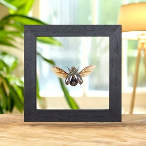 Silver Scarab Beetle In Clear Glass Frame (Chrysina chrysargirea)