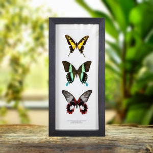 Mixed Butterfly Trio in Box Frame (E. thyastes thyastinus, Papilio blumei &amp; rumanzovia)