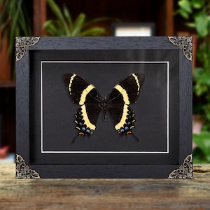 Magnificent Swallowtail In Baroque Style Box Frame (Papilio garamas)