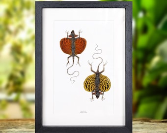 Triple Death's Head Hawk Moth Frame