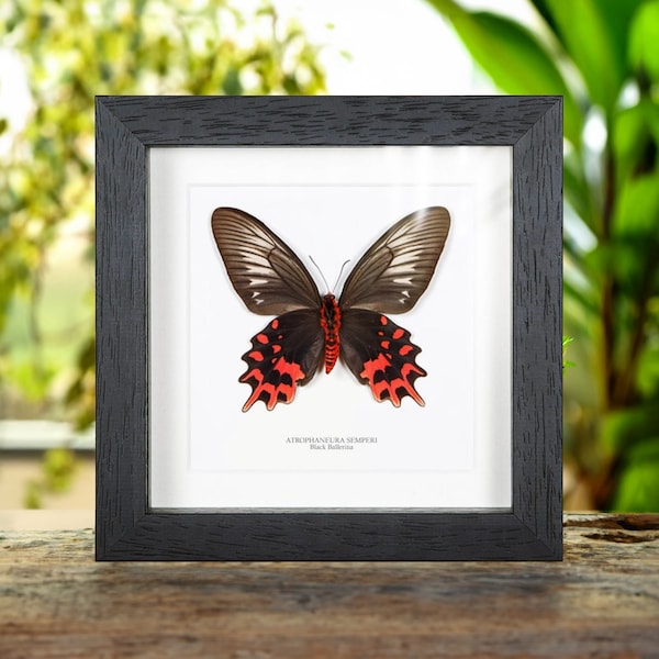 Female Black Ballerina Butterfly Ventral Side In Box Frame (Atrophaneura semperi)
