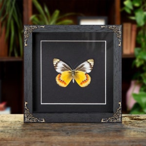 Delias Butterfly In Baroque Style Frame (Delias sambawana)