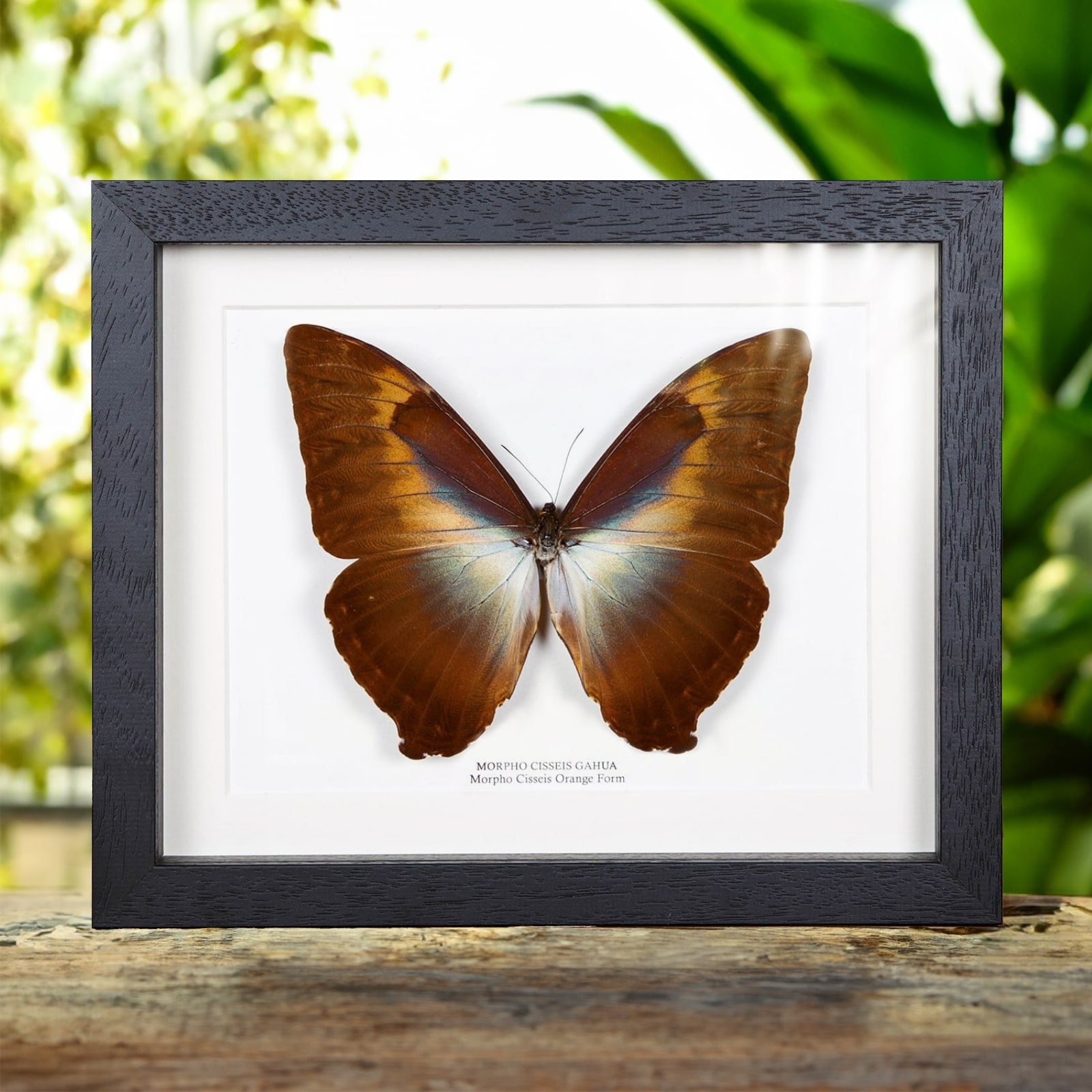 Morpho Cisseis Orange Form Butterfly in Box Frame (morpho Cisseis